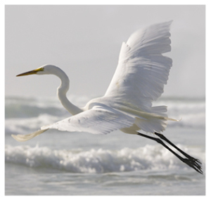 Elegant great egret